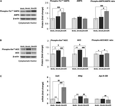 Late-Onset Calorie Restriction Improves Lipid Metabolism and Aggravates Inflammation in the Liver of Old Wistar Rats